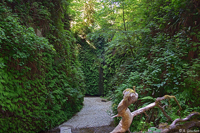 Fern Canyon - Redwood